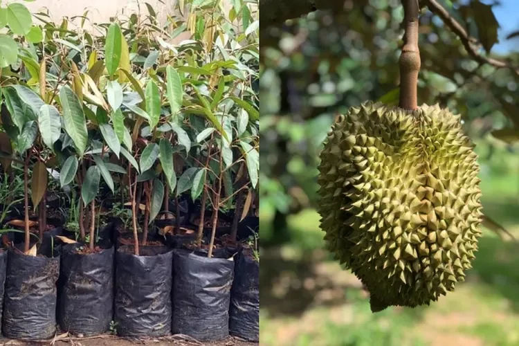 Jual Bibit Durian Montong Bersertifikat Cepat Berbuah Klaten