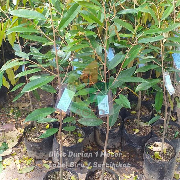 Jual Bibit Durian Montong Bersertifikat Cepat Berbuah Kediri
