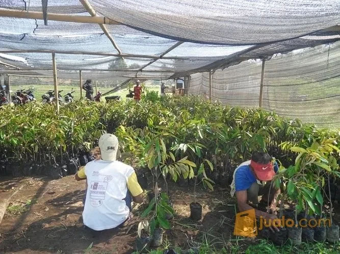 Jual Bibit Durian Montong Bersertifikat Cepat Berbuah Magelang