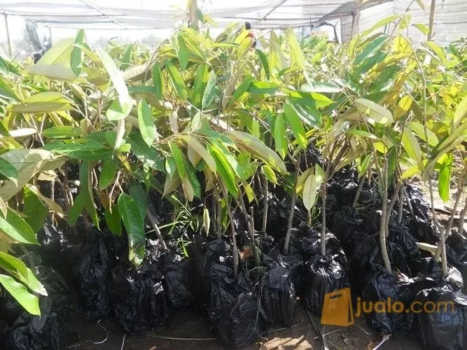 Jual Bibit Durian Montong Bersertifikat Cepat Berbuah Pacitan