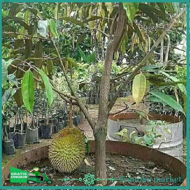 Jual Bibit Durian Montong Bersertifikat Cepat Berbuah Purworejo