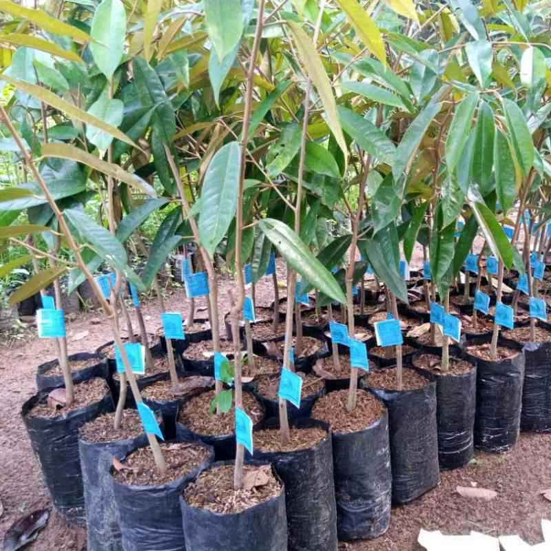 Jual Bibit Durian Montong Bersertifikat Cepat Berbuah Wonosobo