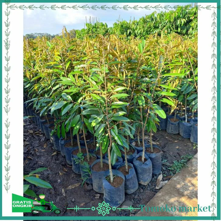 Jual Bibit Durian Montong Bersertifikat Cepat Berbuah Nganjuk