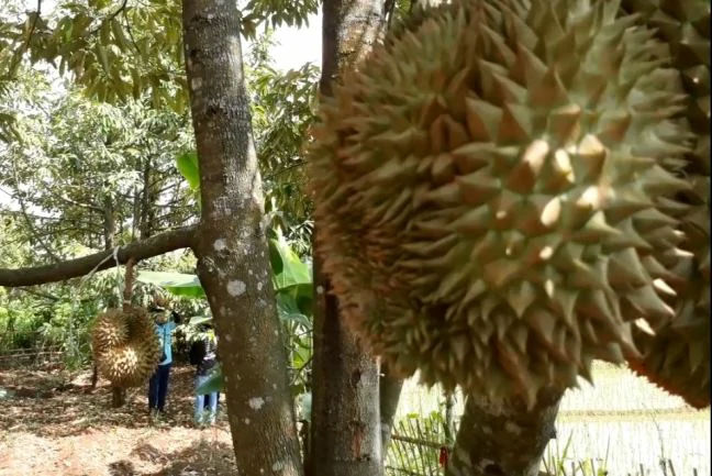 Jual Bibit Durian Montong Bersertifikat Cepat Berbuah Sragen
