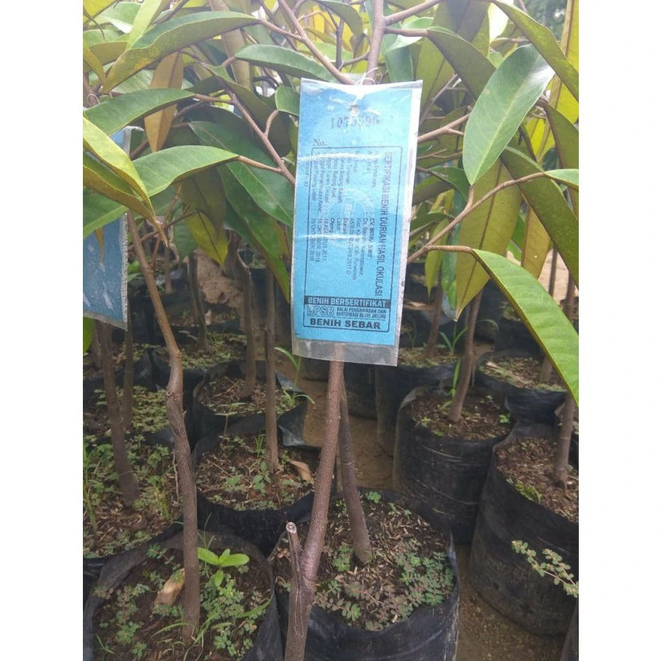 Jual Bibit Durian Montong Bersertifikat Cepat Berbuah Bojonegoro