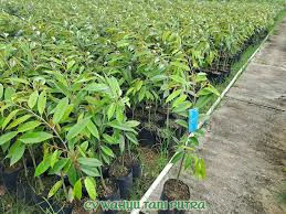 Jual Bibit Durian Montong Bersertifikat Cepat Berbuah Semarang