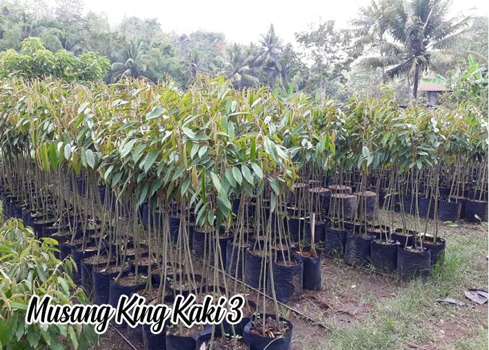 Jual Bibit Durian Montong Bersertifikat Cepat Berbuah Bondowoso