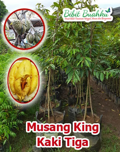 Jual Bibit Durian Montong Bersertifikat Cepat Berbuah Pekalongan