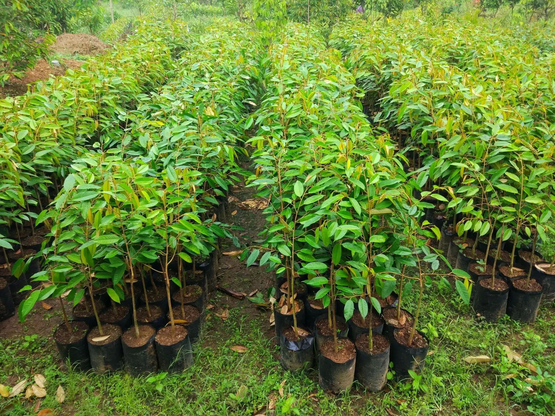Jual Bibit Durian Montong Bersertifikat Cepat Berbuah Gresik