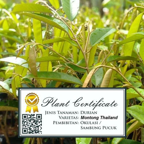 Jual Bibit Durian Montong Bersertifikat Cepat Berbuah Pemalang