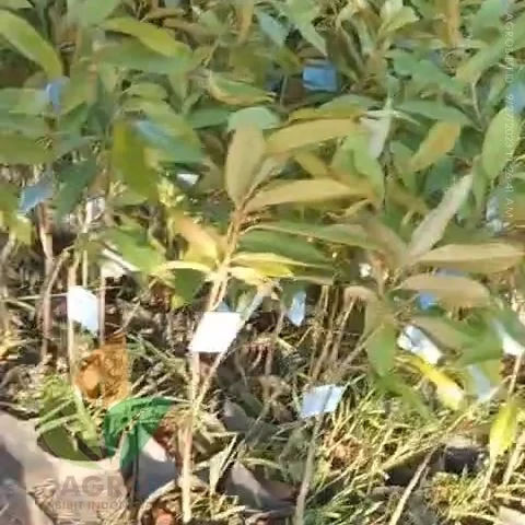 Jual Bibit Durian Montong Bersertifikat Cepat Berbuah Semarang