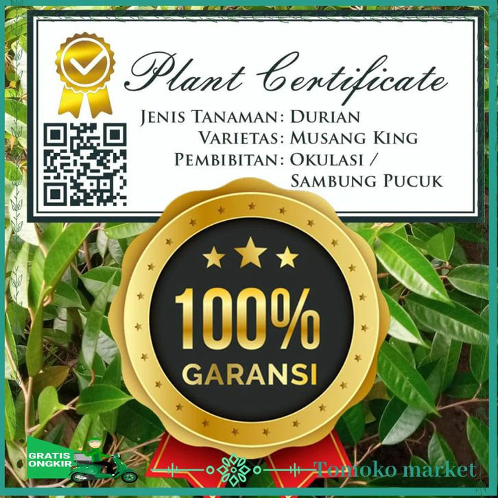 Jual Bibit Durian Montong Bersertifikat Cepat Berbuah Kebumen