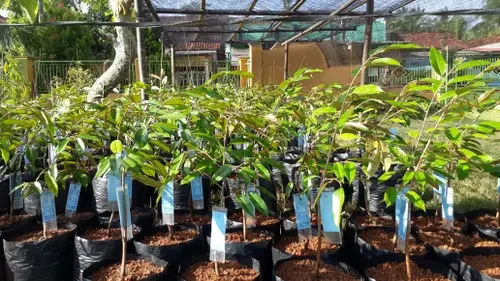 Jual Bibit Durian Montong Bersertifikat Cepat Berbuah Pekalongan