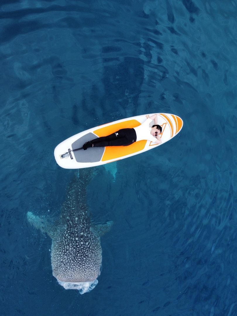 YU‼️ サーフボードwhale shark