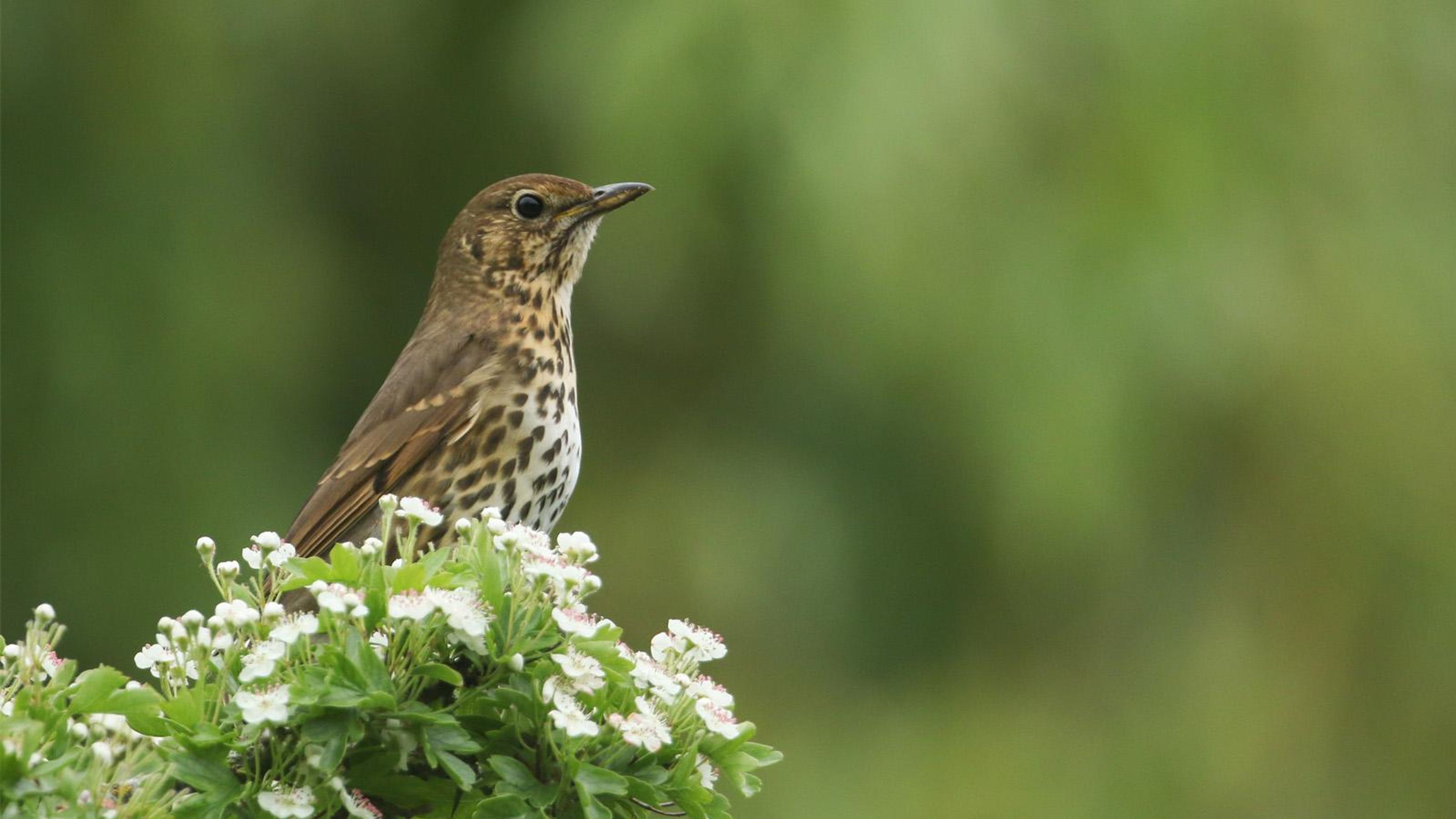 A thrush perch on some greenery