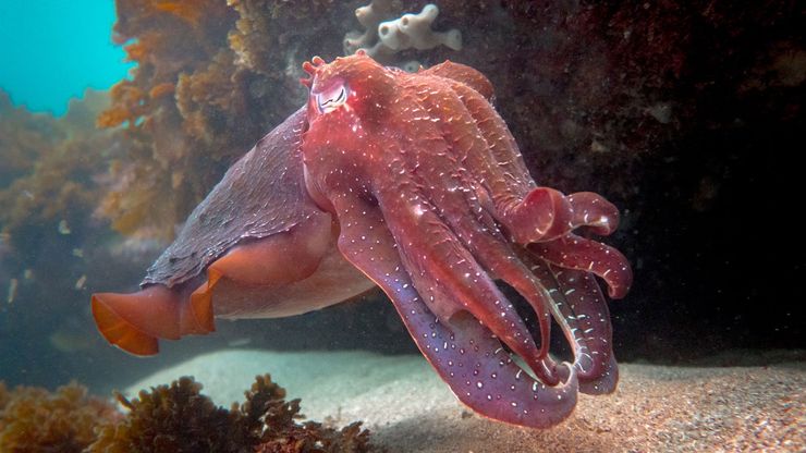 Red Wings fan shares his secret on how to get an octopus into the