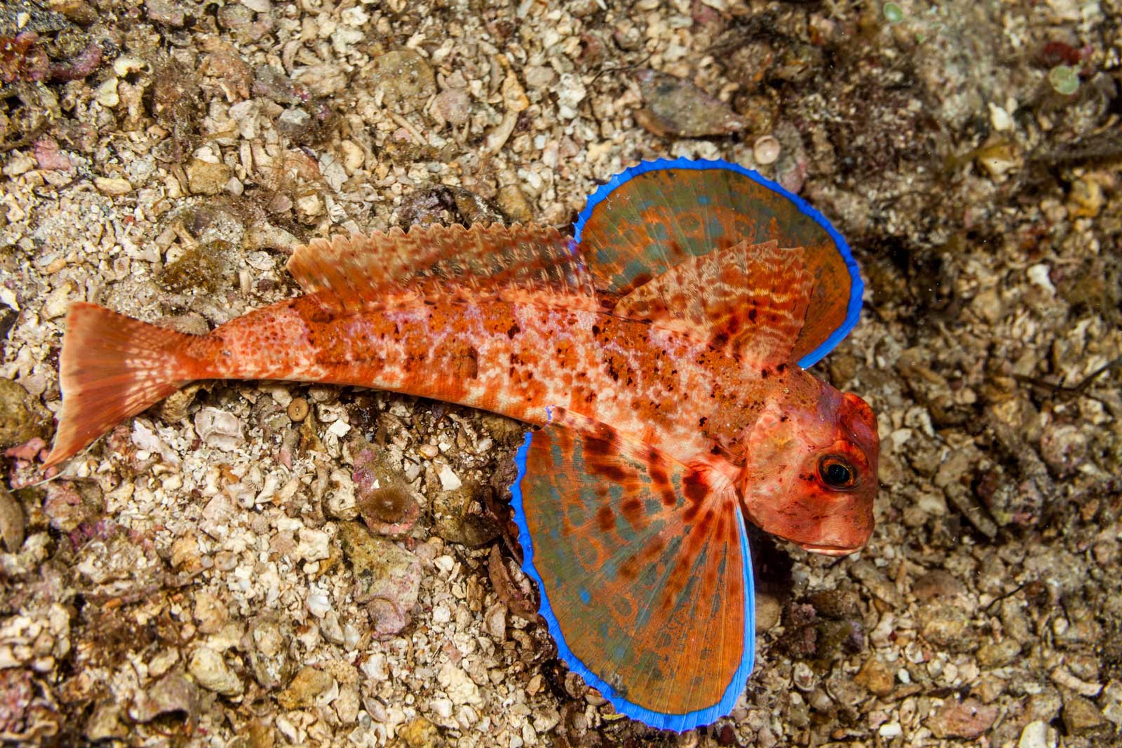 The Sea Robin photographed laying on the seabed. Orange in colour with fins that span out on either side like wings, the edges of which are an electric blue.