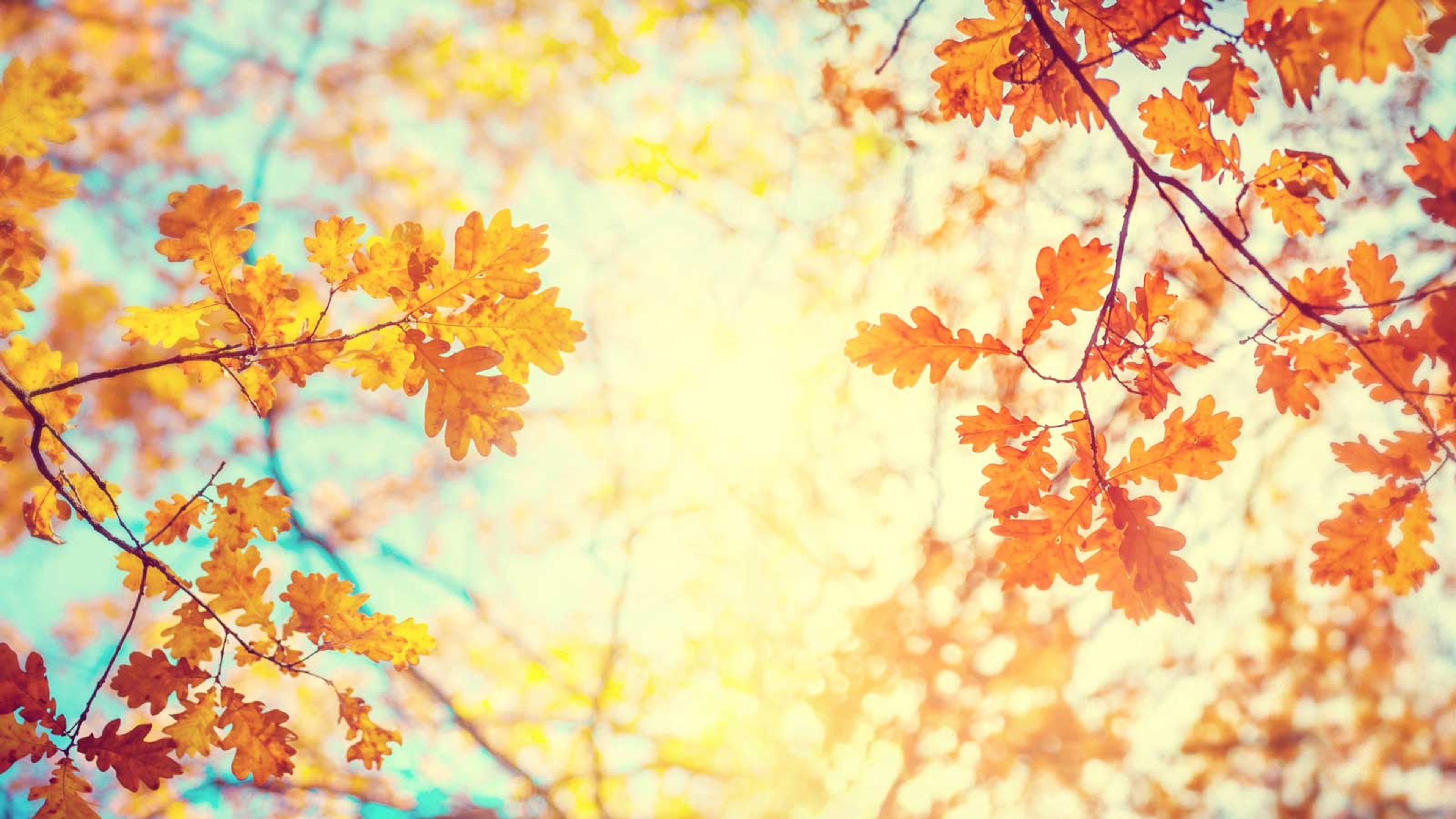 Sunshine through orange leaves
