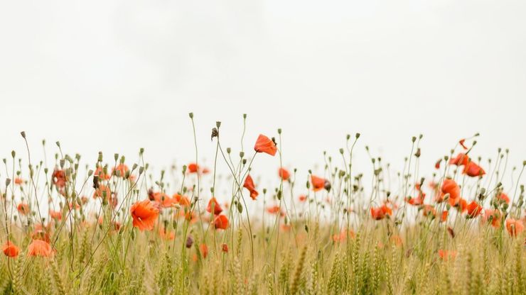 Article background