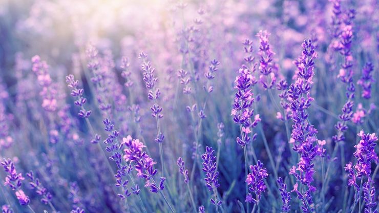 Article background