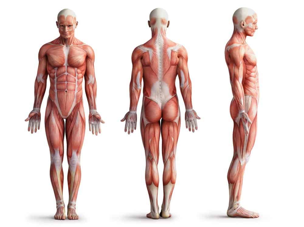 Body Stucture illustartion, anatomy, muscles