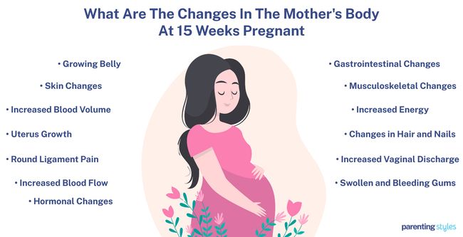 body changes at 15 weeks pregnant