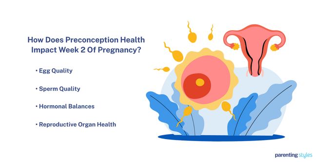 Preconception Health Impact Week 2 Of Pregnancy