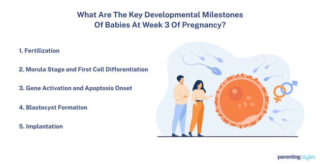 3 week milestones fetus