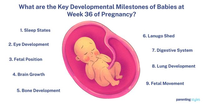 36 weeks milestones
