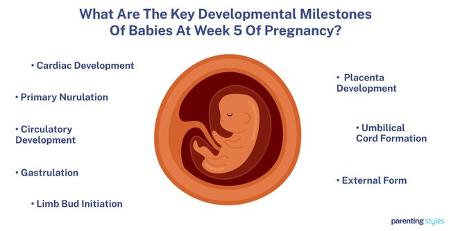 5 week pregnancy baby milestones