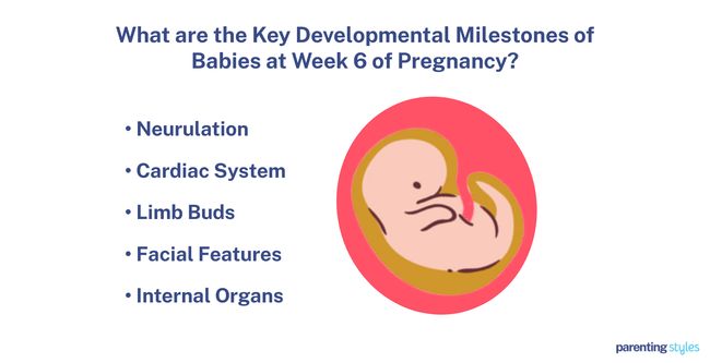 6 week old milestones fetus
