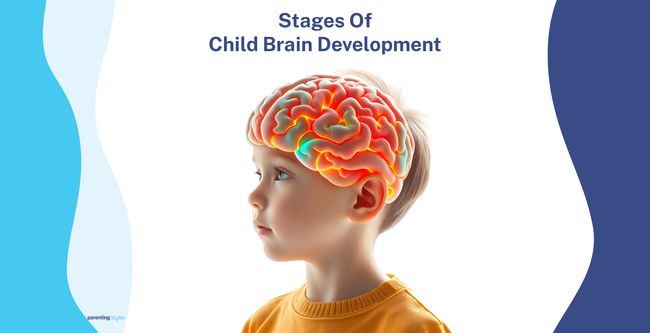 brain development