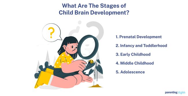 brain development stages