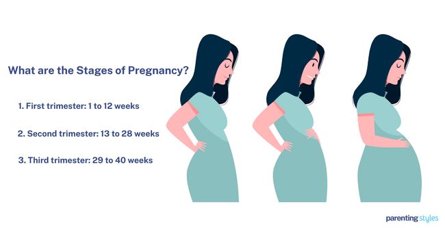 Stages of Pregnancy 3 trimesters