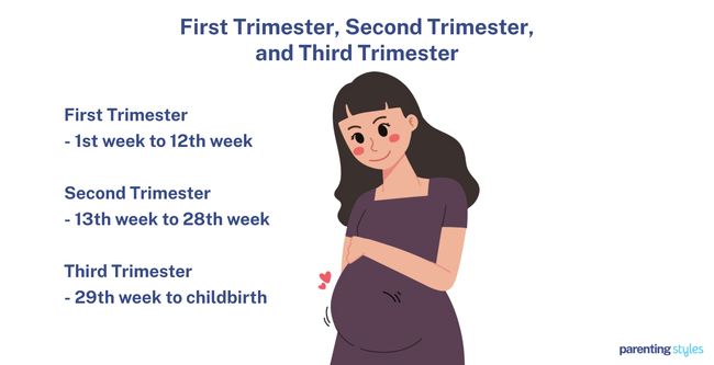 Stages of Pregnancy 3 Trimesters