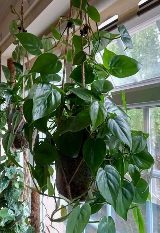 Heartleaf Philodendron