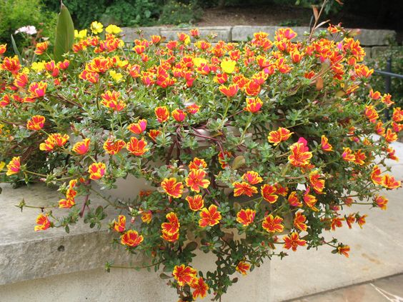 Tanaman Portulaca