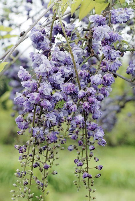 Japanese Wisteria