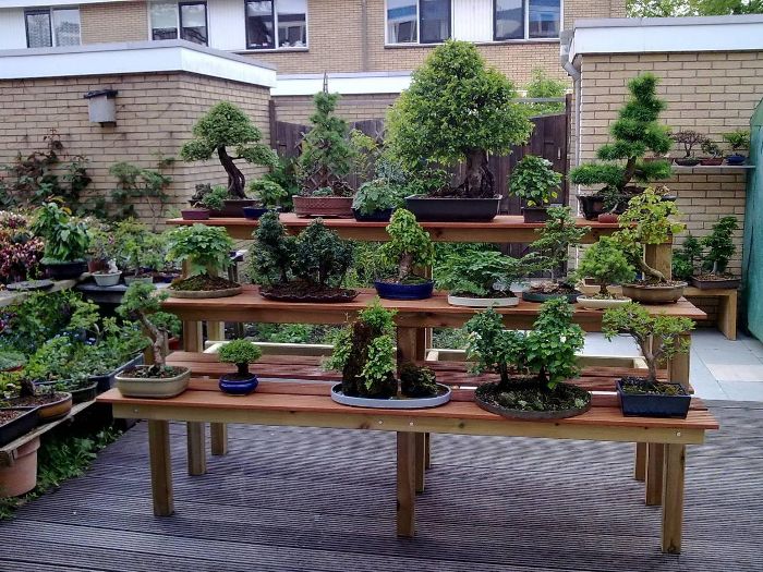 Taman Bonsai untuk Lahan Sempit