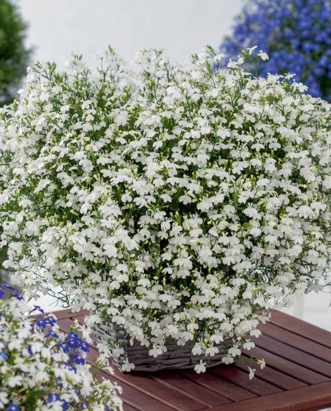 Lobelia White Fountain