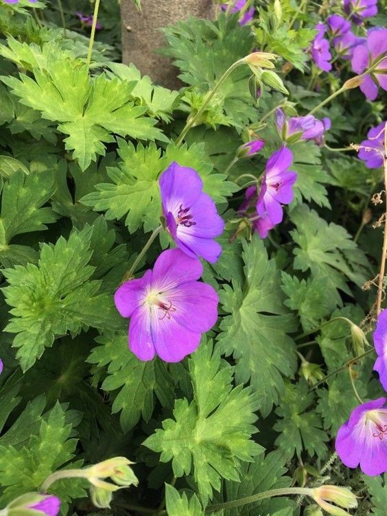 Bunga Geranium