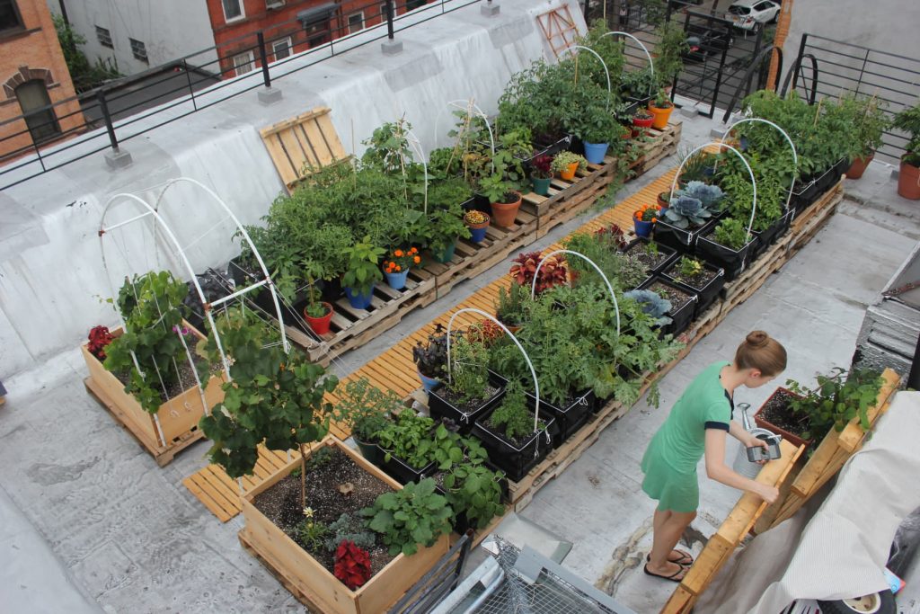 Roof garden dengan tanaman sayur-sayuran