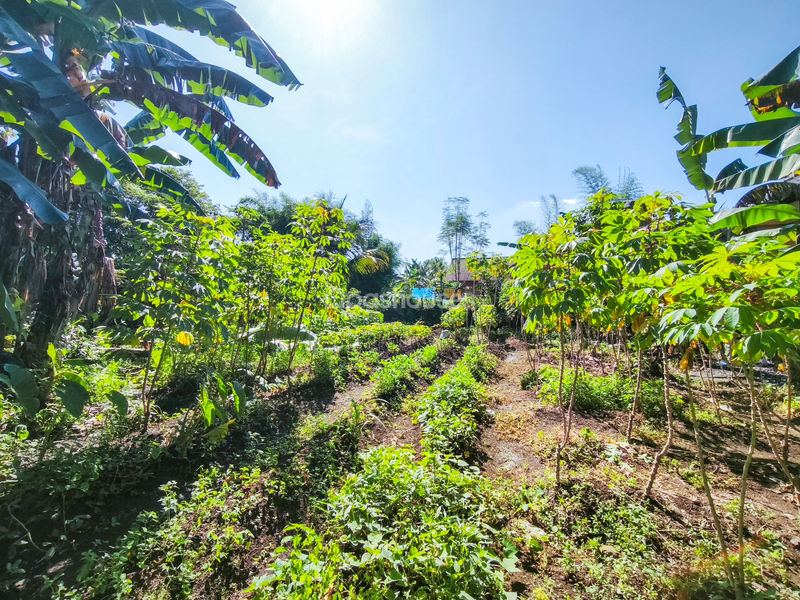 Jalan Kampung Pajeleran Cibinong