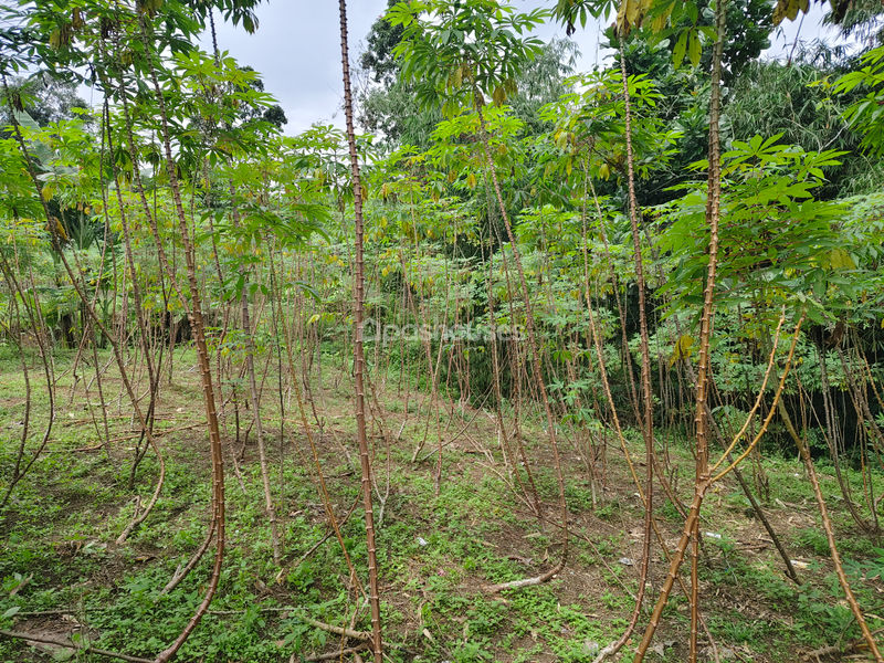 Jalan Raya Bojong Koneng