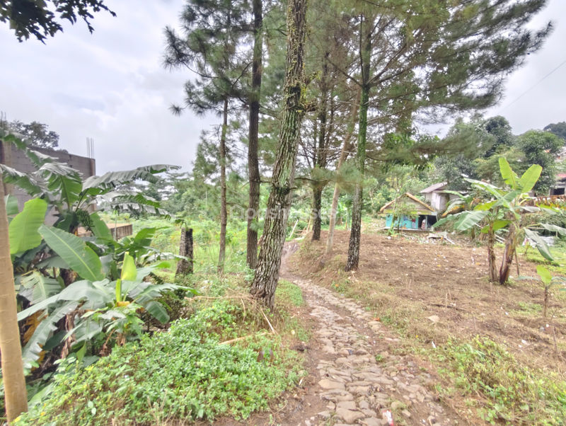 Jalan Raya Bojong Koneng