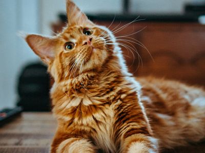 Gerry - Gato en adopción - Patitas al Rescate