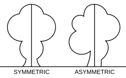 Asymmetry Pattern example 1