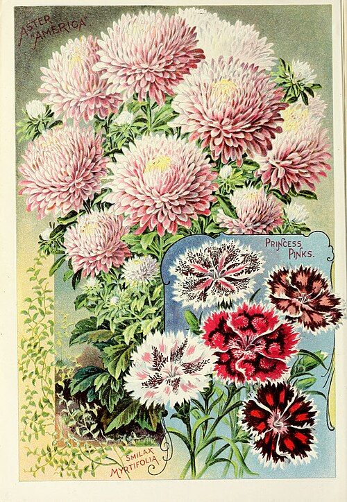 Botanical Pattern example 1