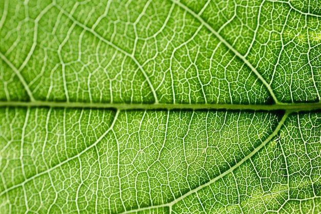 Patterns in nature Pattern example 2