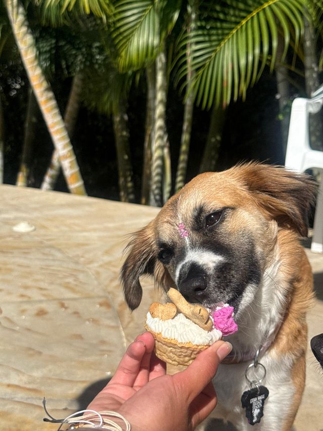 nala-comiendo-ponque.jpeg